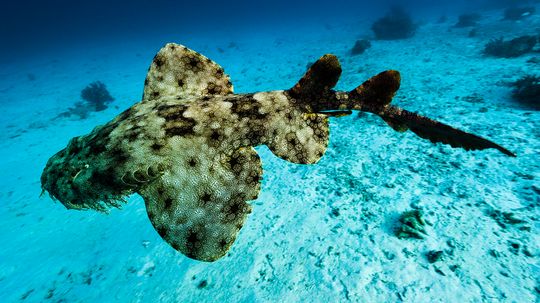 Tasselled Wobbegong Shark: A Goofy-looking Lurker