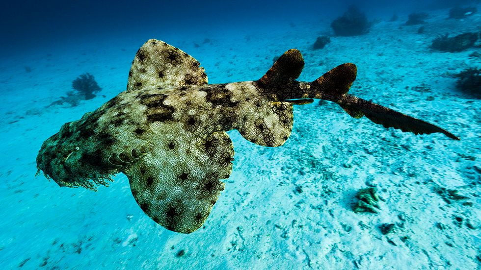 Tasselled Wobbegong Shark: A Goofy-looking Lurker