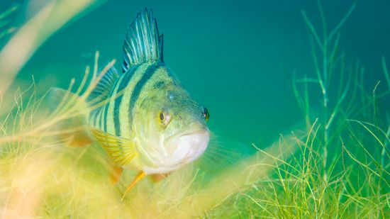 The Fish Doorbell Isn't a Joke ... Seriously