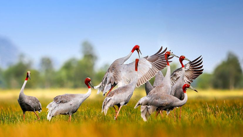 Sarus cranes