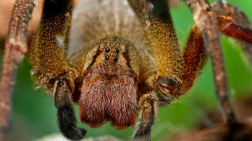 Brazilian wandering spider