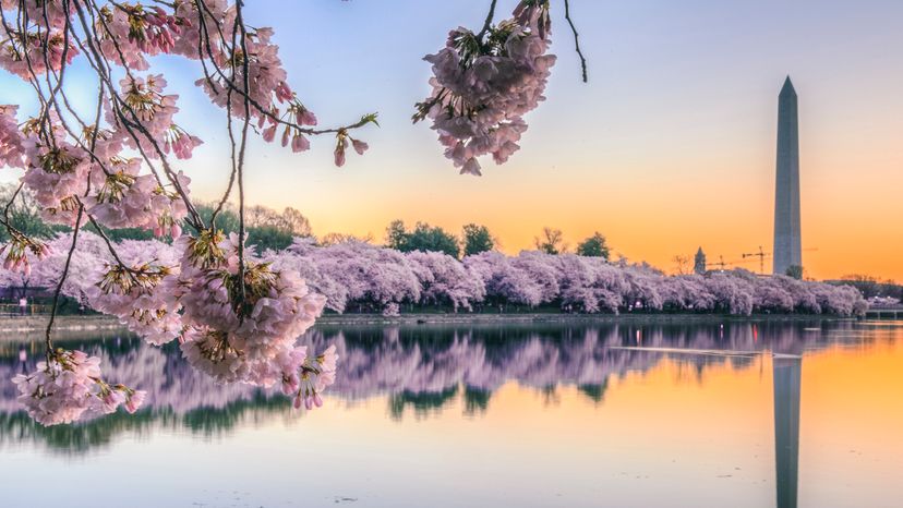 Cherry blossom sunrise with Washington Monument over Tidal Basin in Washington, DC