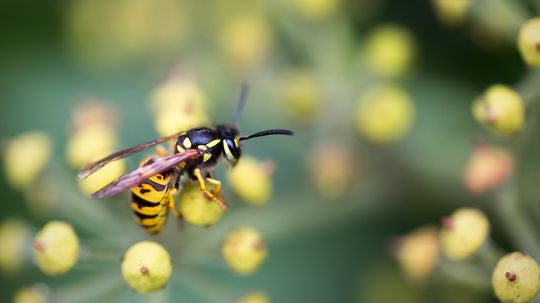 10 Types of Wasps: Fierce but Not Always Threatening
