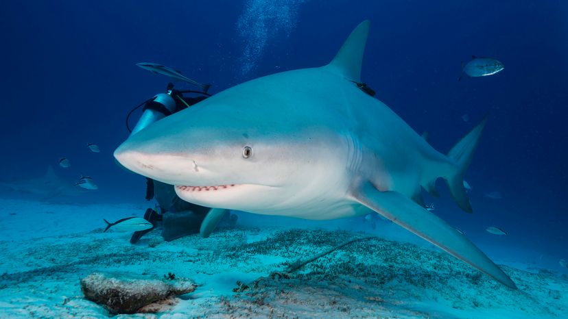 Scuba diver kneels behind a bull shark