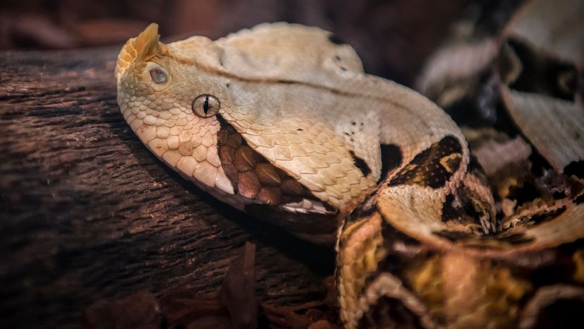 Gaboon viper