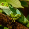 10 Colorful Lizards to Delight Reptile Lovers