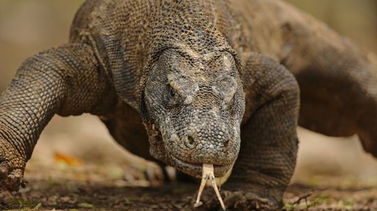 The Komodo Dragon Will Feast on Its Own Young