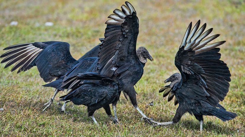 Black vultures