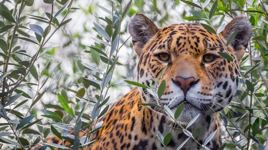 Panther vs. Jaguar: Kind of Like Saying 'Apple vs. Granny Smith'