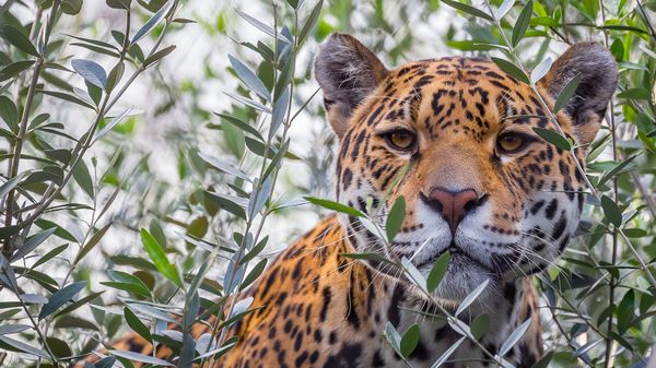 Panther vs. Jaguar: Kind of Like Saying 'Apple vs. Granny Smith'