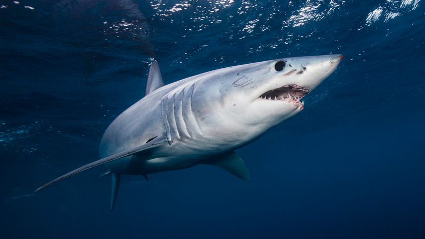 Mako shark underwater