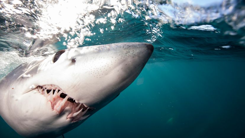 Shortfin mako