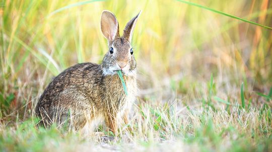 What Do Rabbits Eat? Or Rather, What Should Rabbits Eat?