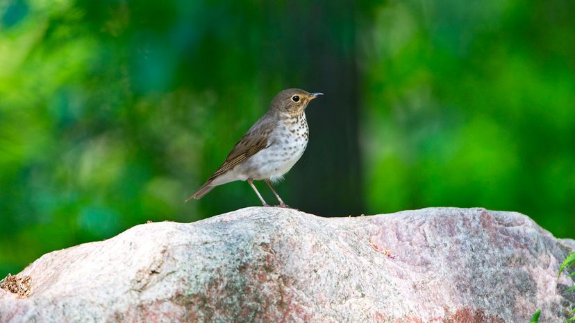 Swainson's Thrush