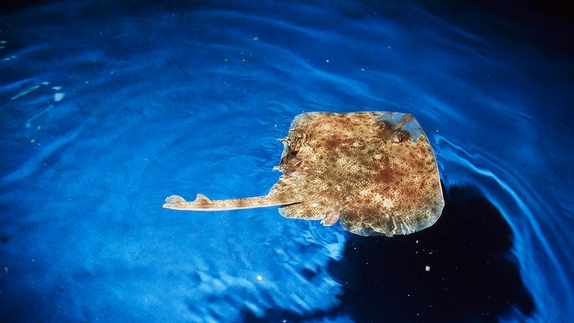 Skate fish