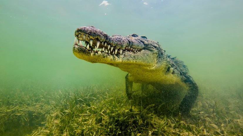 Saltwater crocodile