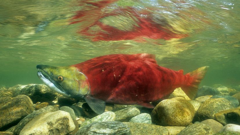 Sockeye salmon