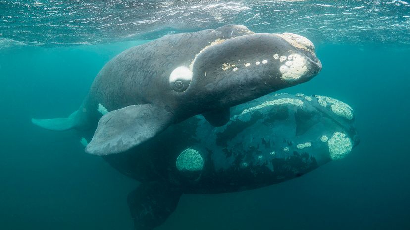 Southern right whales