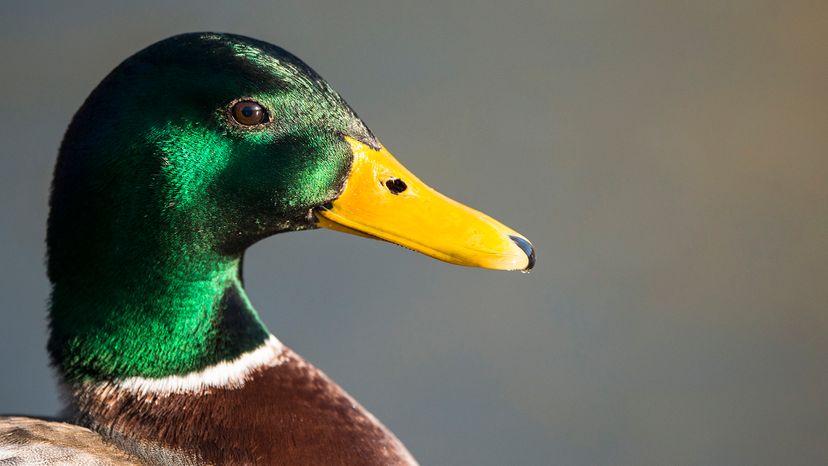 Mallard duck