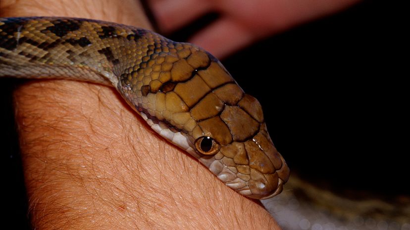 Amethystine python