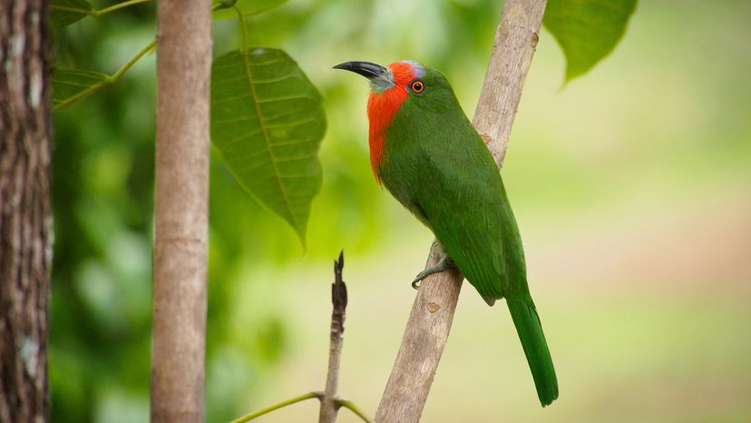 Red-bearded bee-eater