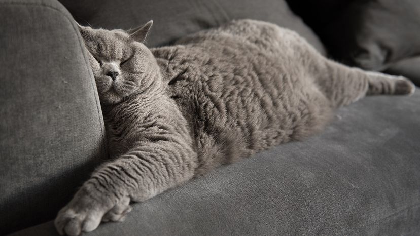 British Shorthair