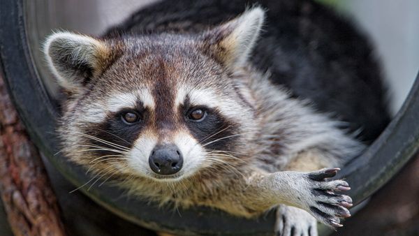 What Do Raccoons Eat? You Won't Be Surprised