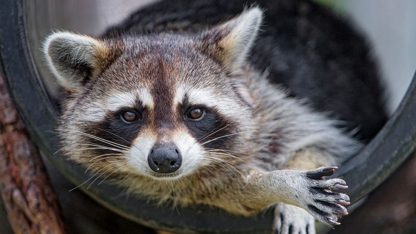 raccoon