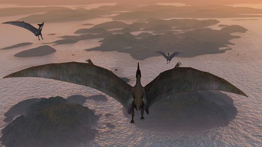 Pteranodon vs. Pterodactyl: Comparing Non-dinosaur Species