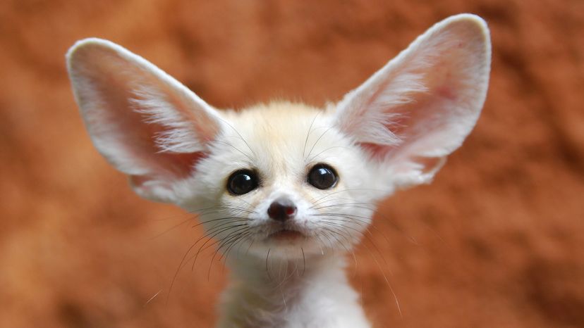 fennec fox