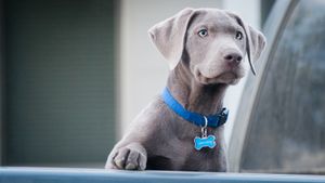 Grey puppy looking at activity in the distance