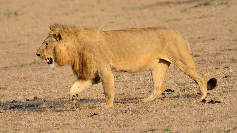 lion