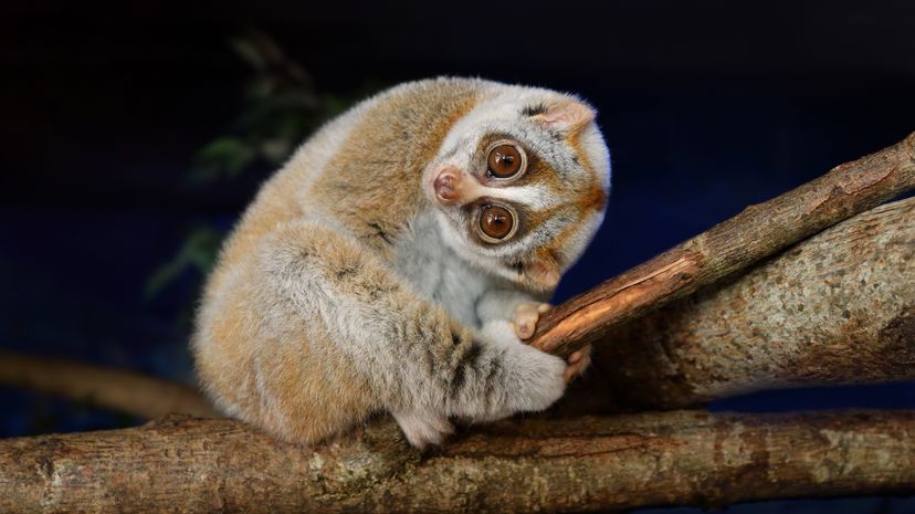 Slow loris