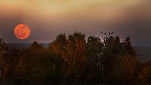 Large full moon that is orange rising over trees in autumn