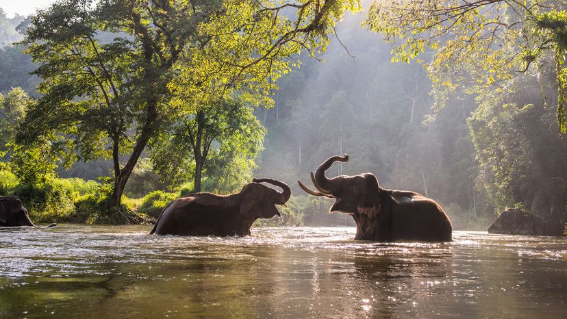 Asian elephants