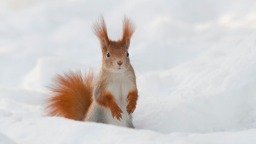 Red squirrel