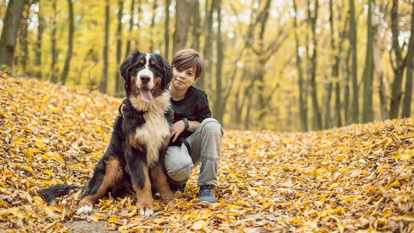 Bernese Mountain Dog