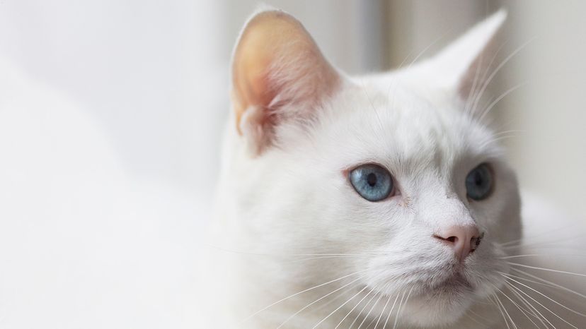 Turkish Angora