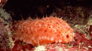 Closeup of a pinkish orange sea cucumber