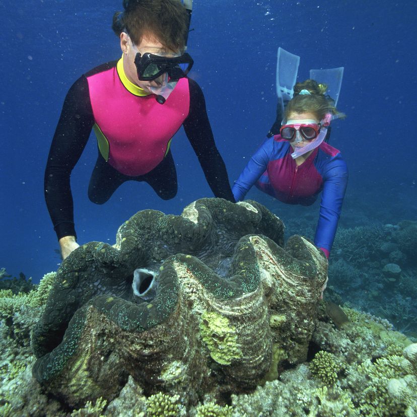 Giant sea clam