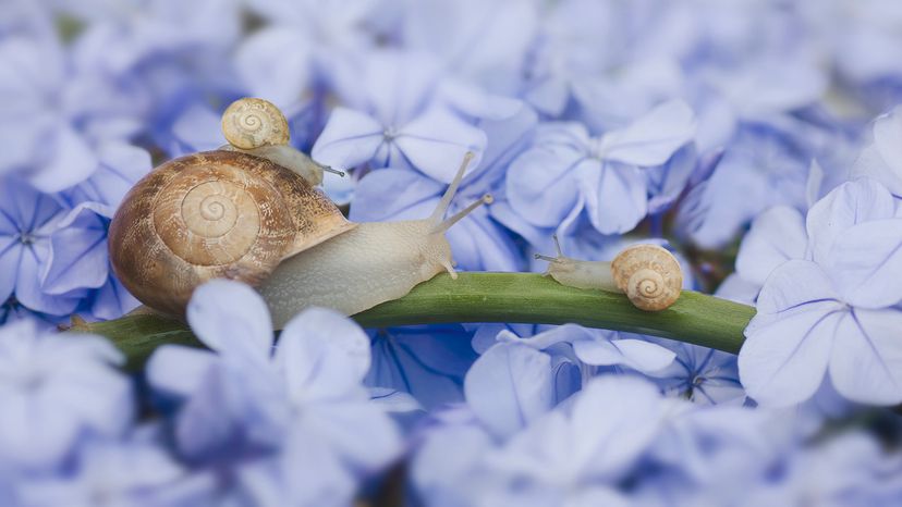 snails