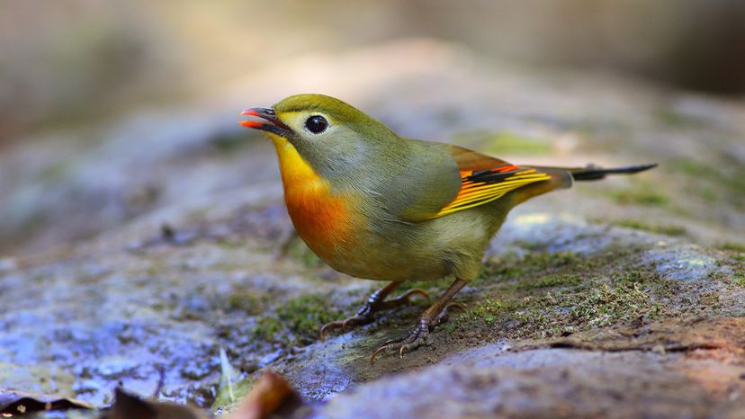 Red-billed Leiothrix on branch