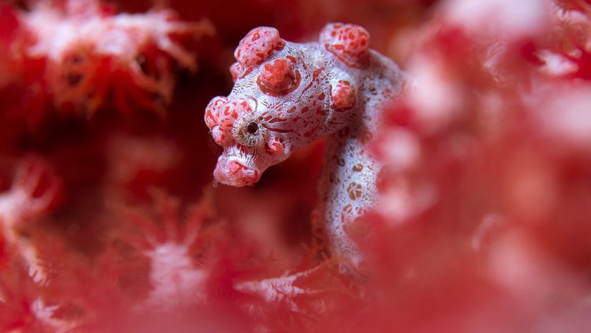 Pygmy Seahorse