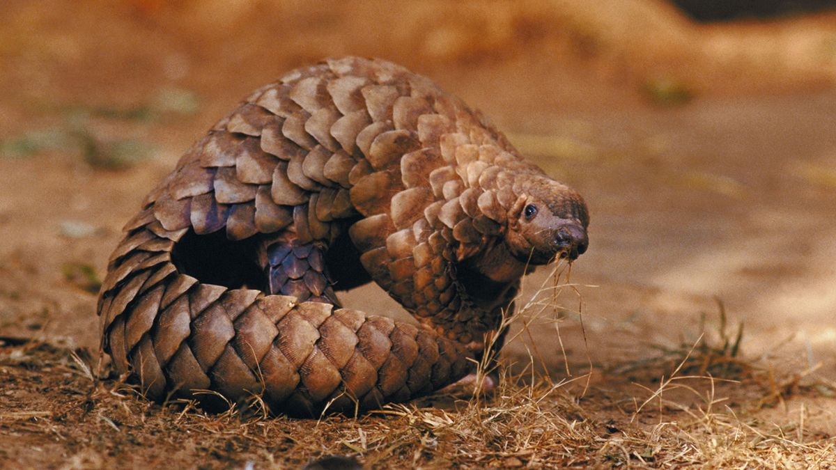 6 of the Weirdest Animals on the Planet | HowStuffWorks, image size:1200x675