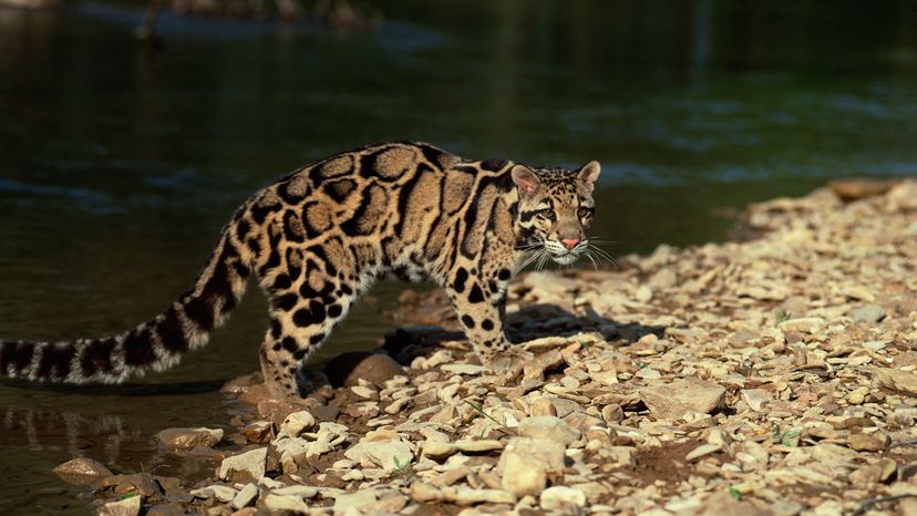 Clouded leopard