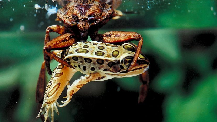 Insecto de agua gigante