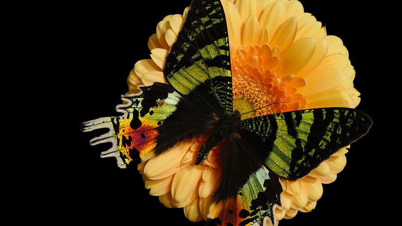 Madagascan Sunset Moth