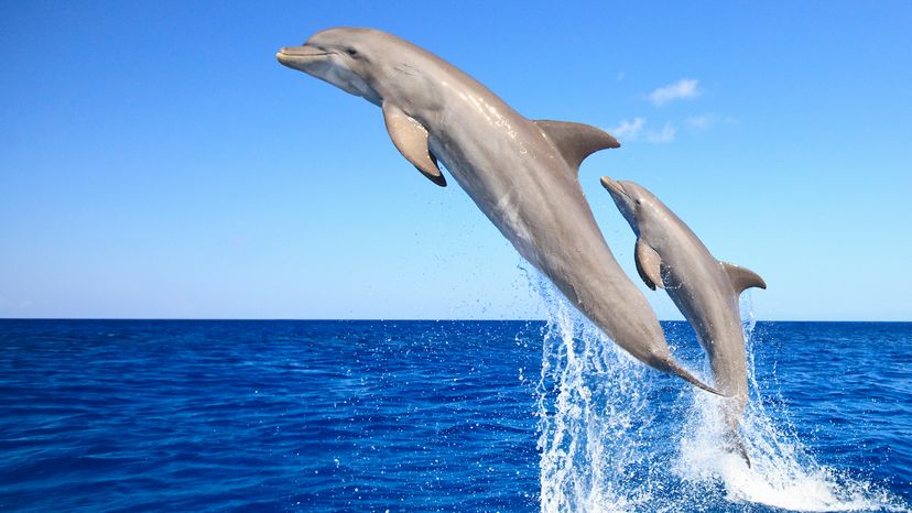 dolphins