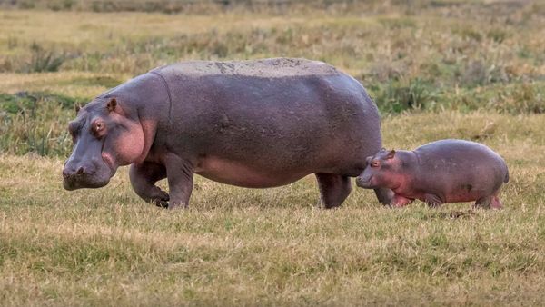 adult and young hippo calf walking in grass