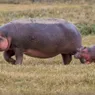 Is Hippo Milk Really Pink?